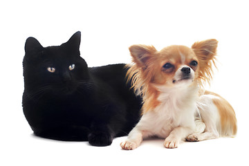 Image showing chihuahua and cat