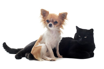 Image showing chihuahua and cat