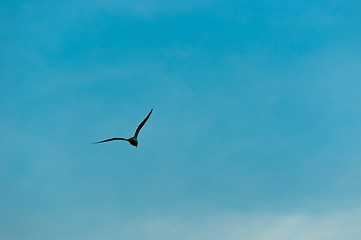 Image showing Seagull against blue sky 