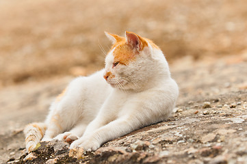 Image showing Cute cat starting to sleep on the floor