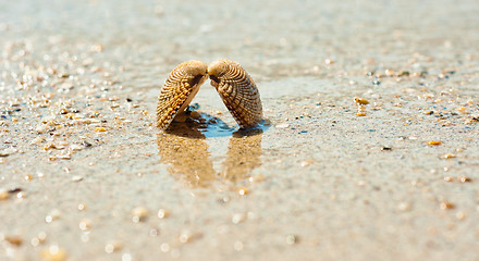 Image showing Closeup of a sea shell on wet sand