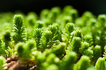 Image showing Fresh green plant ready to grow