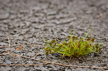 Image showing Dry soil closeup before rain