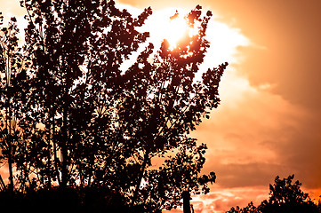 Image showing Silhouette of a tree before sunset