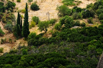 Image showing Uncultivated forest in the mountains