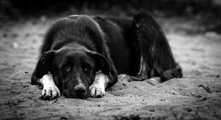 Image showing Sad dog on the ground