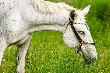 Image showing A white horse feeding outdoors