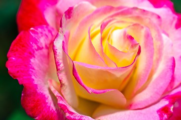 Image showing Pink Rose closeup on green background