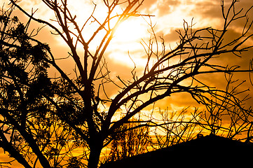 Image showing Silhouette of a tree before sunset