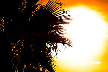 Image showing Beautiful summer background with the silhouette of a palm, tree