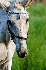 Image showing Head of a big horse against green background