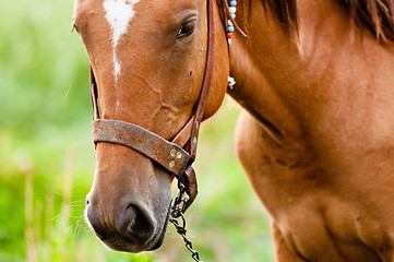 Image showing Closeup photo of a young horse against green background