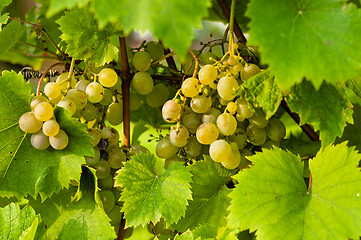 Image showing Closeup photo of some fresh green grapes