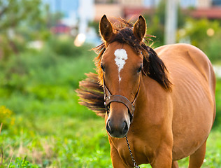 Image showing Closeup photo of a young horse against green background