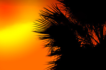 Image showing Summer background in orange color with palm