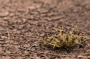 Image showing Dry soil closeup before rain with plant