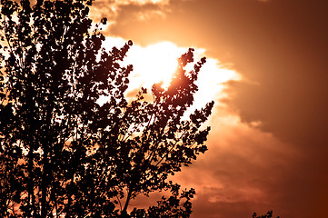 Image showing Silhouette of a tree before sunset