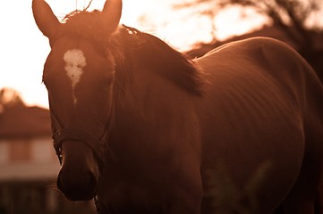 Image showing Vintage photo of a cute horse