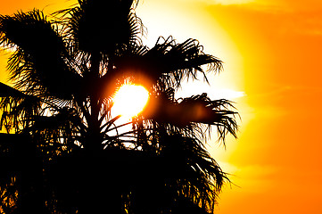 Image showing Summer background in orange color with palm