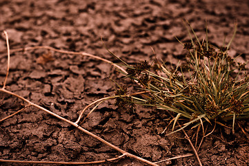 Image showing Dry soil closeup before rain with plant