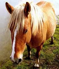 Image showing Pony