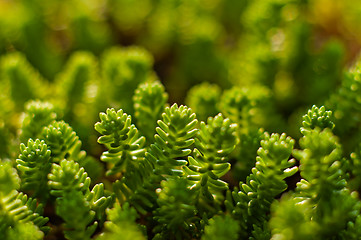 Image showing Fresh green plant ready to grow