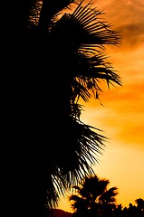 Image showing Summer background in orange color with palm