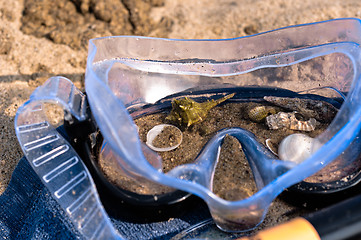 Image showing Crabs and snails in the goggles