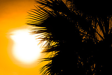 Image showing Summer background with palm tree