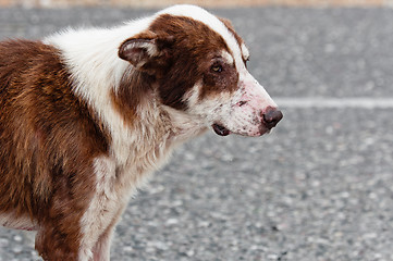 Image showing Abandoned lone dog on the road