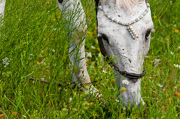 Image showing A white horse feeding outdoors