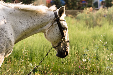 Image showing Closeup of a beutiful white horse