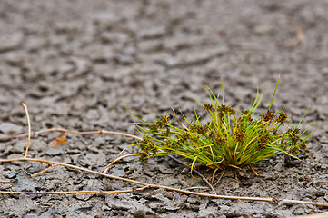 Image showing Fresh green plant on dry soil