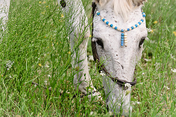 Image showing A white horse feeding outdoors