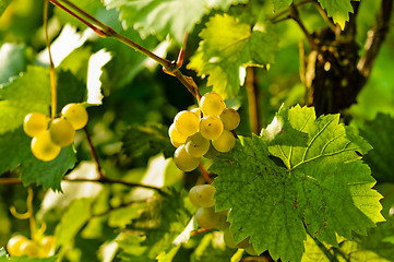Image showing Closeup photo of some fresh green grapes 