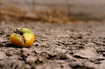 Image showing Dry soil closeup before rain with fruit