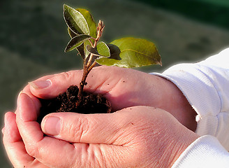 Image showing Plant Care