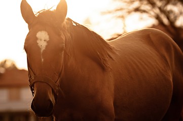 Image showing Vintage photo of a cute horse