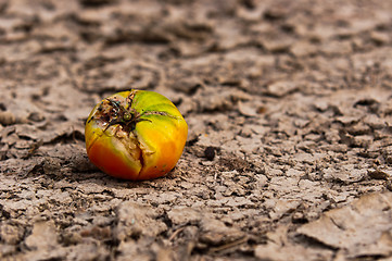 Image showing Dry soil closeup before rain with fruit