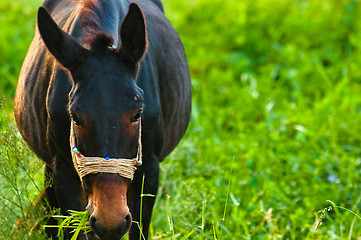 Image showing Closeup photo of a young horse against green background