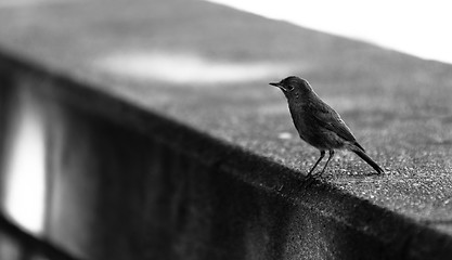 Image showing Small bird on a concrete wall