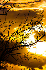 Image showing Silhouette of a tree before sunset