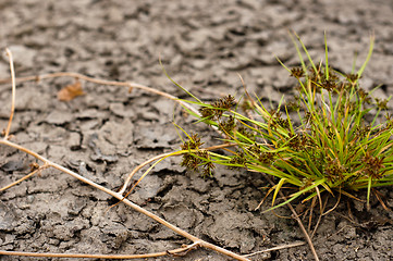 Image showing Dry soil closeup before rain with plant