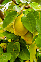 Image showing Fresh fruit on the tree