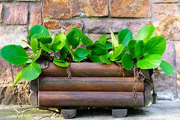 Image showing Fresh green plant in wooden pot ready to grow