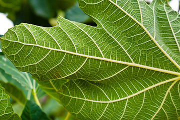 Image showing Green leaf closeup with veins