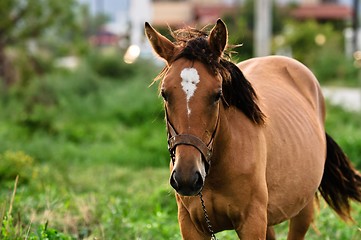 Image showing Closeup photo of a young horse against green background