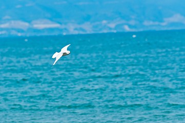 Image showing Seagull against blue sky 