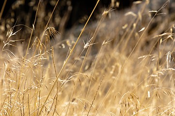 Image showing Dry plant closeup against blurry background