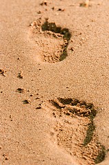 Image showing Footpath in the sand at the beach